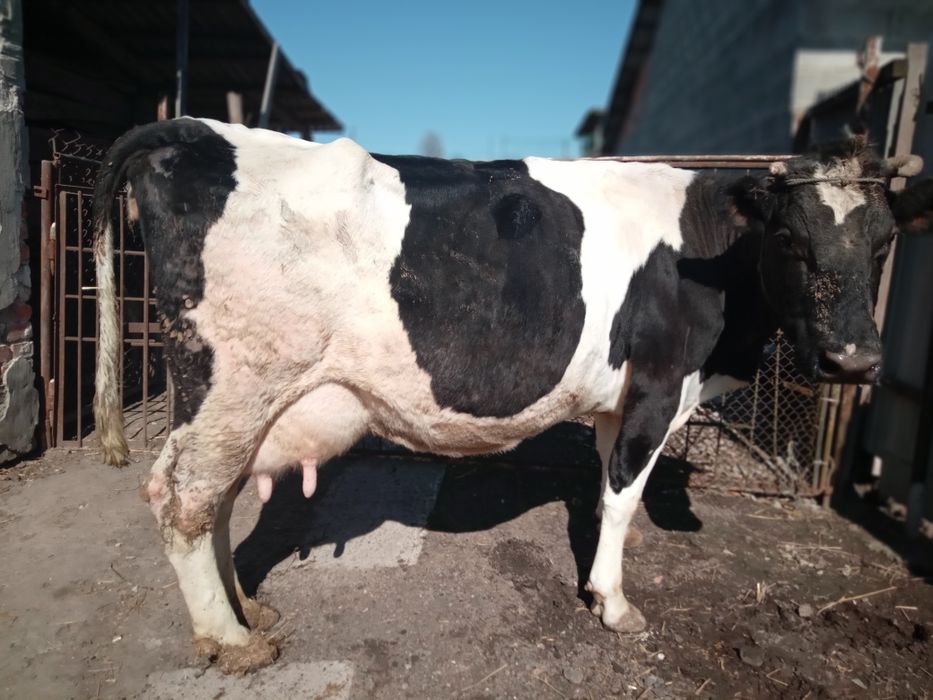 Продам добру корову