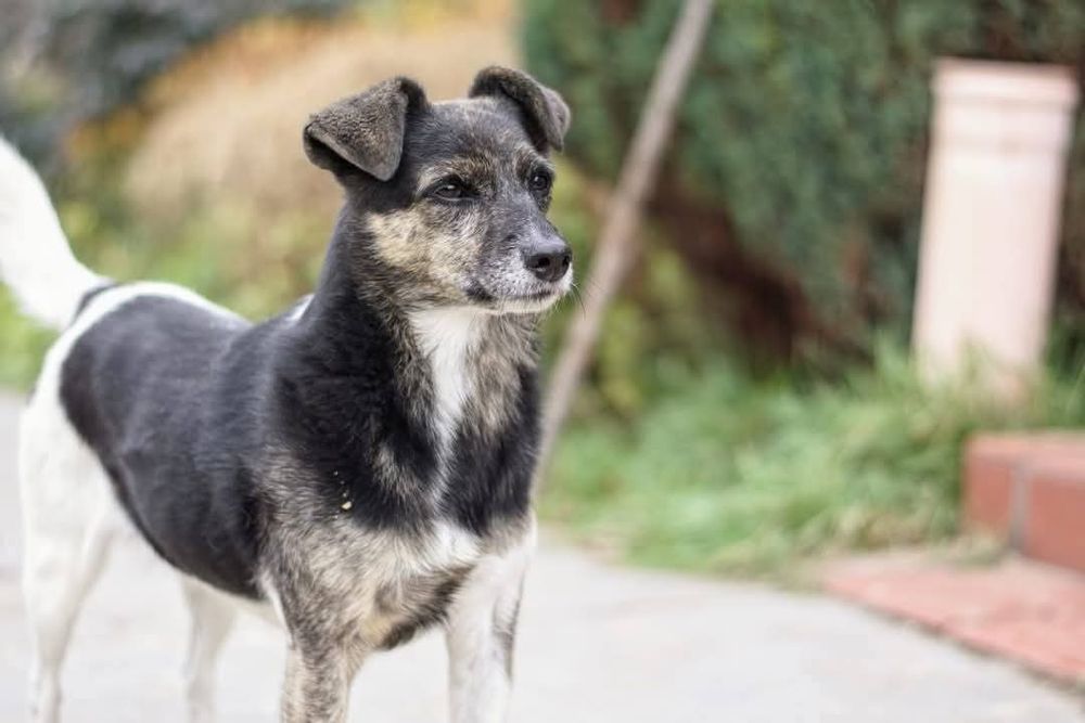 Spokojna sunia Wanda szuka domu