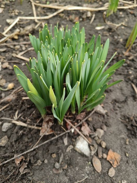 Викопаю ранні нарциси і тюльпани.