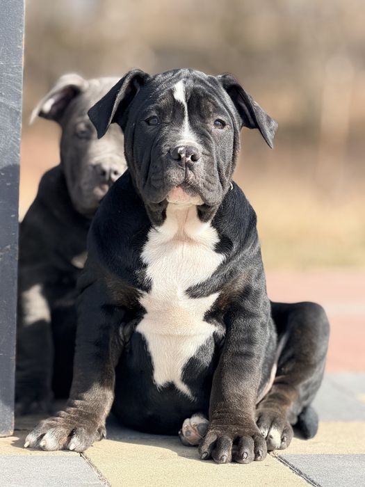 Цуценята American Bully XL шоу рівня