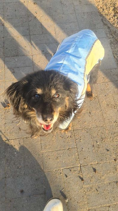 Gomez - starszy psiak szuka domu