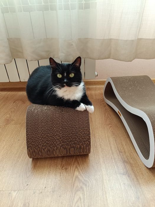 Ищу дом для котиков