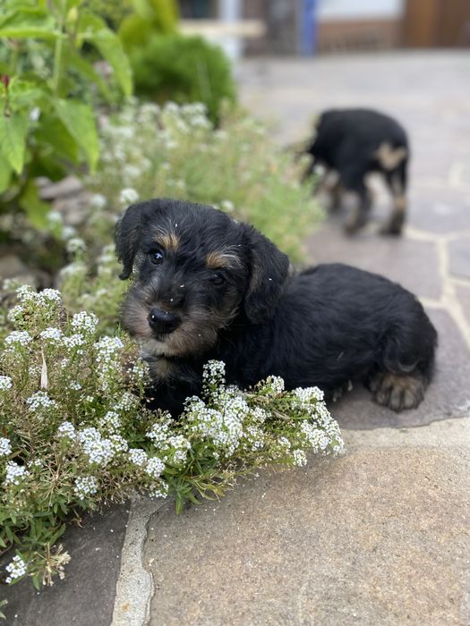 Цуценята цвергшнауцера