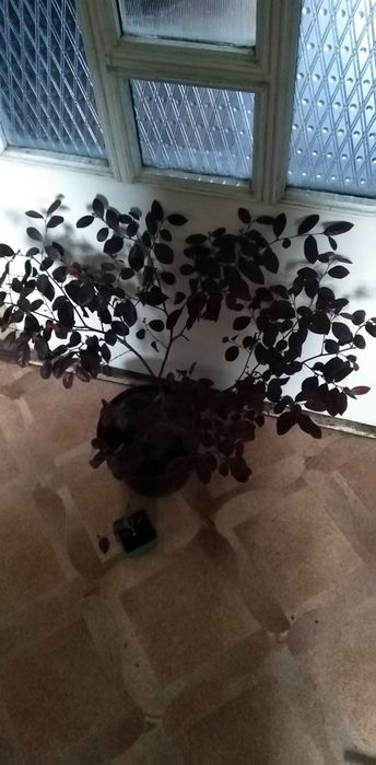 Лоропеталум, Мімоза, стреліція, кущовий філоденрон, Лівістона пальма і