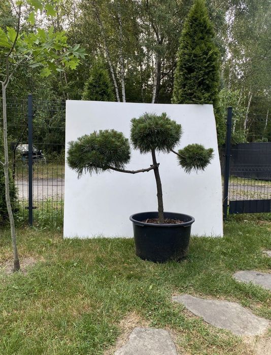 Sosna czarna szczepiona bonsai kule niwaki ozdoba drzewo drzewko