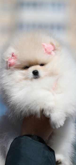 Неймовірні померанці