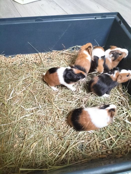 Sprzedam młode świnki morskie