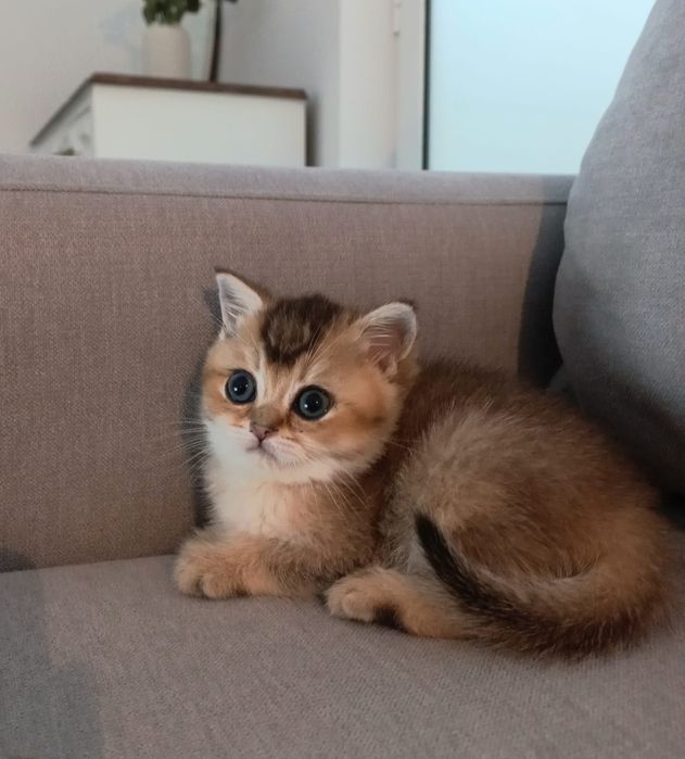 Gatinho British Shorthair Golden Shadded
