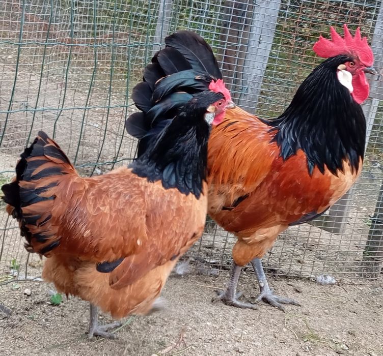 Aves Ornamentais Vorwerks