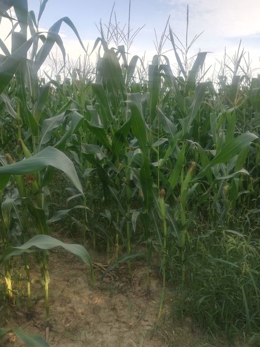 Kukurydza na pniu na kiszonkę