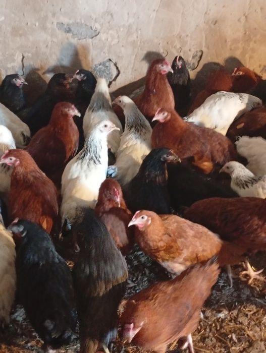 Sprzedam kury nioski