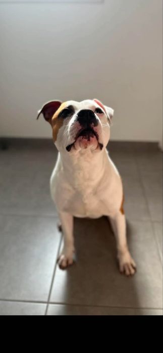 American Sttafordshire Terrier