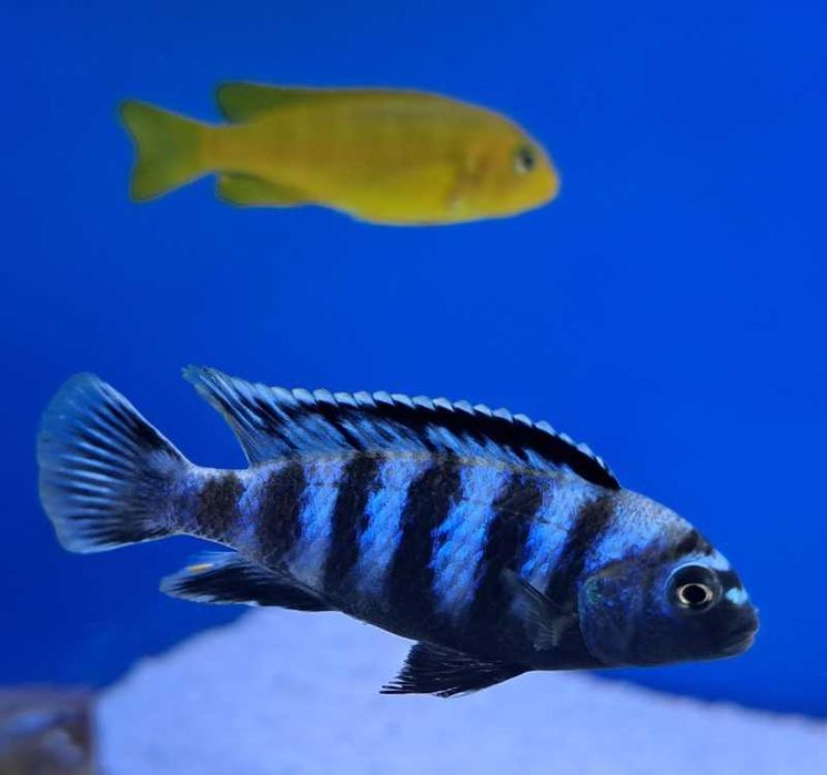 Chindongo Saulosi