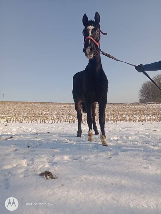 Ogierek śląski kary