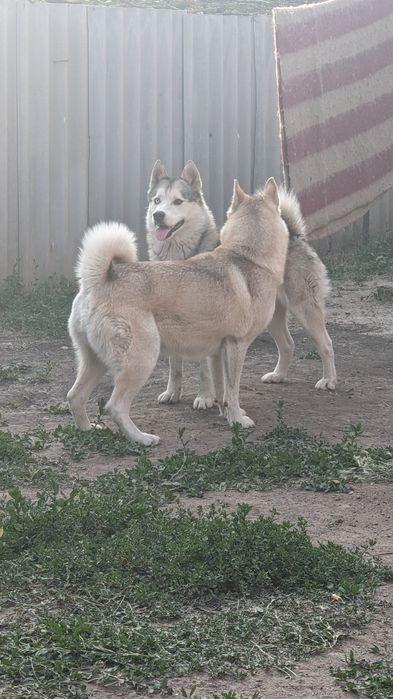Щенки Сибирский Хаски