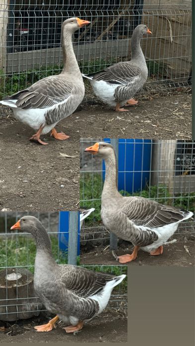 Brahmy / Kaczka /Kochin / Para Gęsi Landes