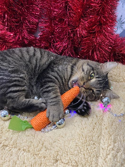 Ніжний котик шукає сімʼю