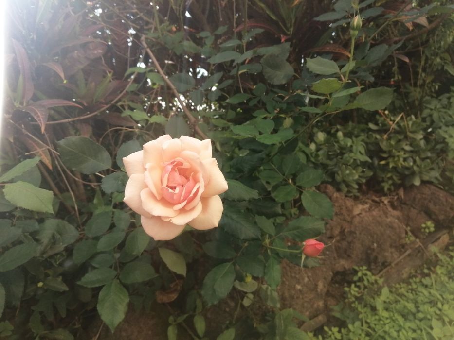 Rosa bem perfumada cor salmão