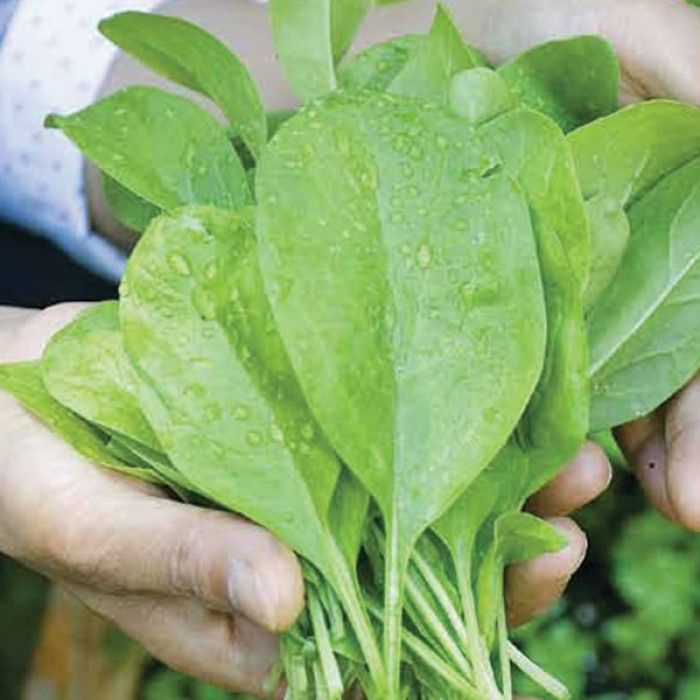 Насіння Шпинату БОА F1 BOA F1 Семена Шпината