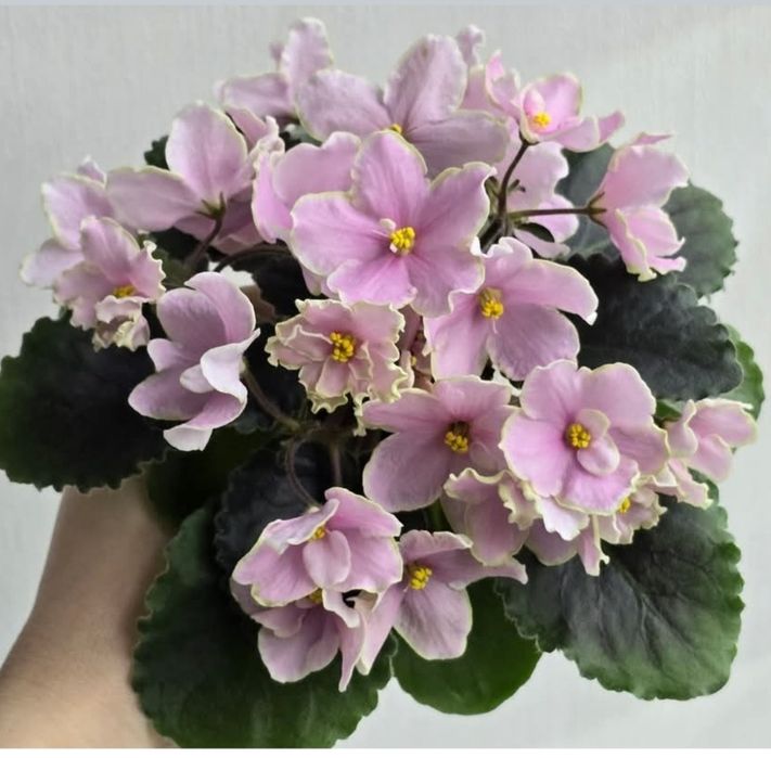 Продам молодые кустики фиалки