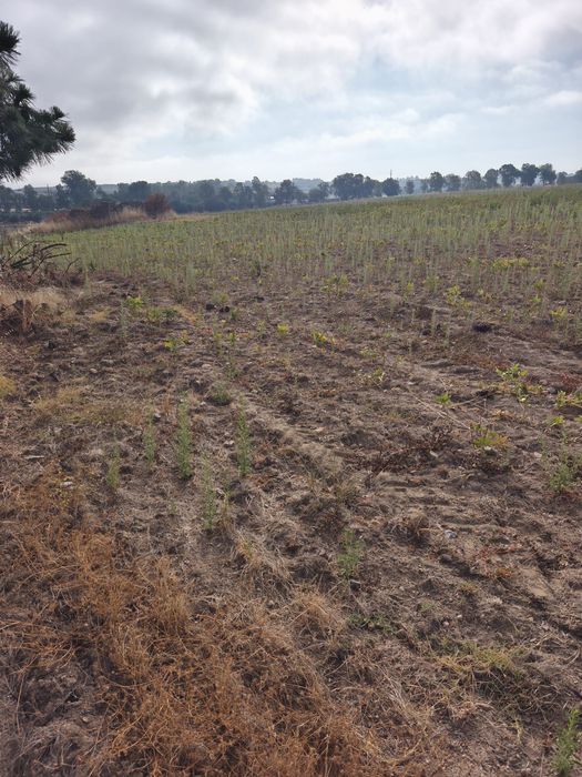 Vendo terreno de 2,5 hectares com regadio