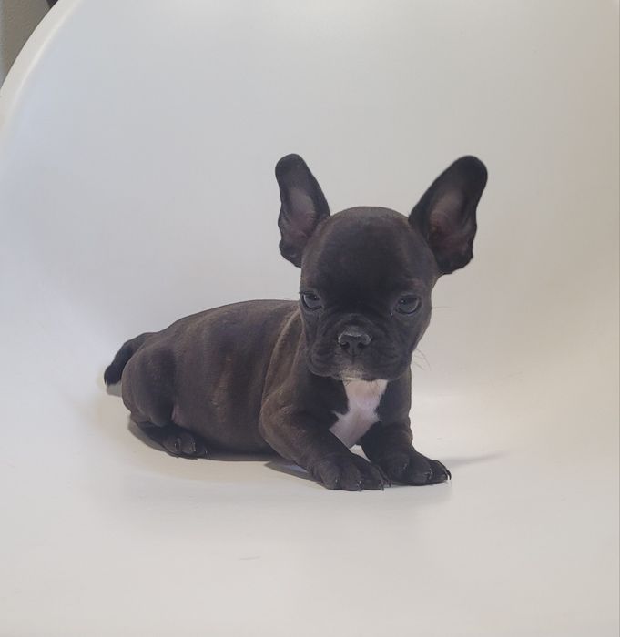 Bulldog francês macho