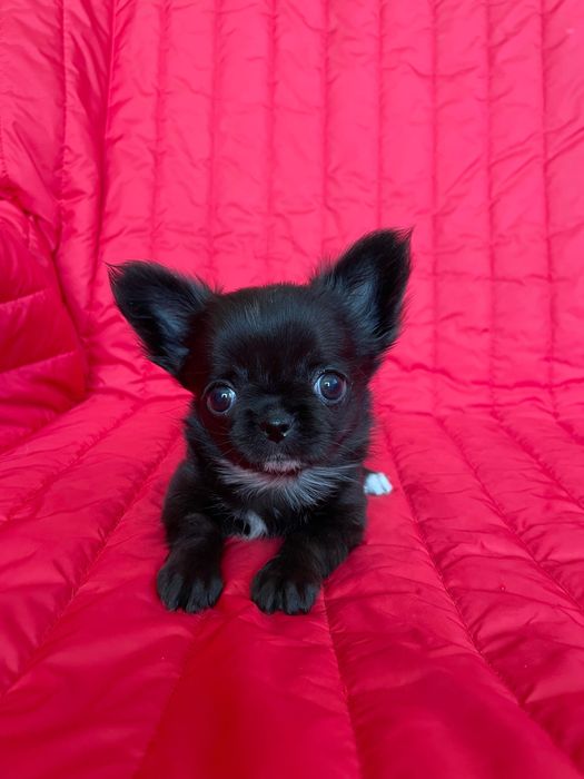 Дівчатка чихуахуа