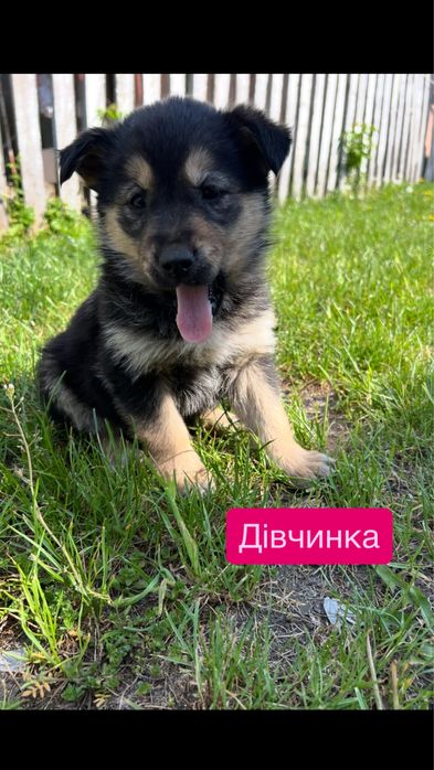 Віддам у добрі руки цуценят