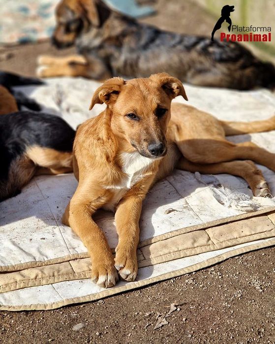 KORA - Cadelinha jovem para adoção!