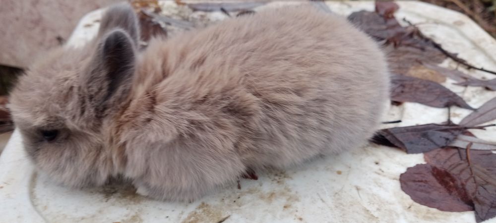 Декоративные Минни кролики