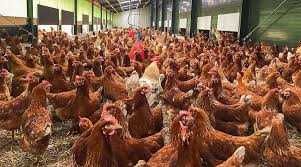 Kury Nioski z wolnego wybiegu ! Rosa Tetra ISA Dominant ! ZAPRASZAM !!