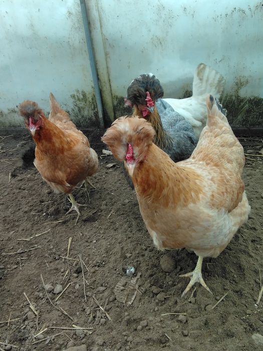 Инкубационное яйцо курицы доминант