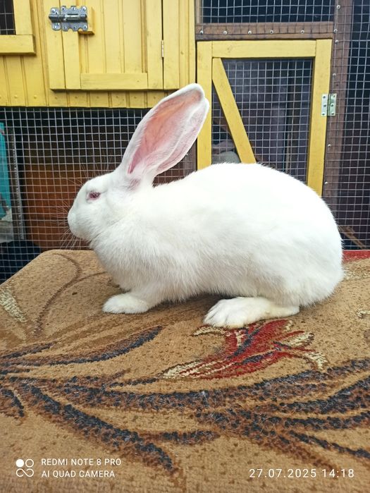 Кролики  Білий велетень, бургундці, німецький строкатий велетень