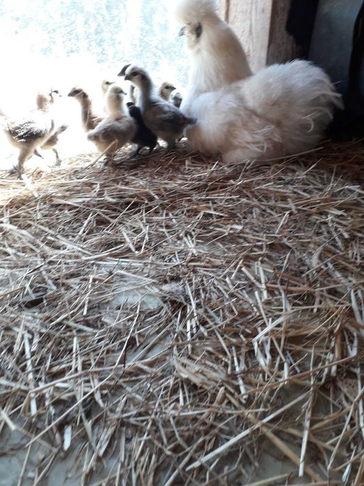 Pisklęta  takich ras jak marans, araukana  ogoniasta i mix marans kogut i araukana kura.