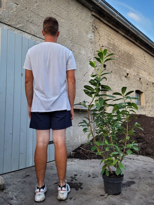 Laurowiśnia Novita 130 cm! PROMOCJA!! Gęsta!!! Dostawa!
