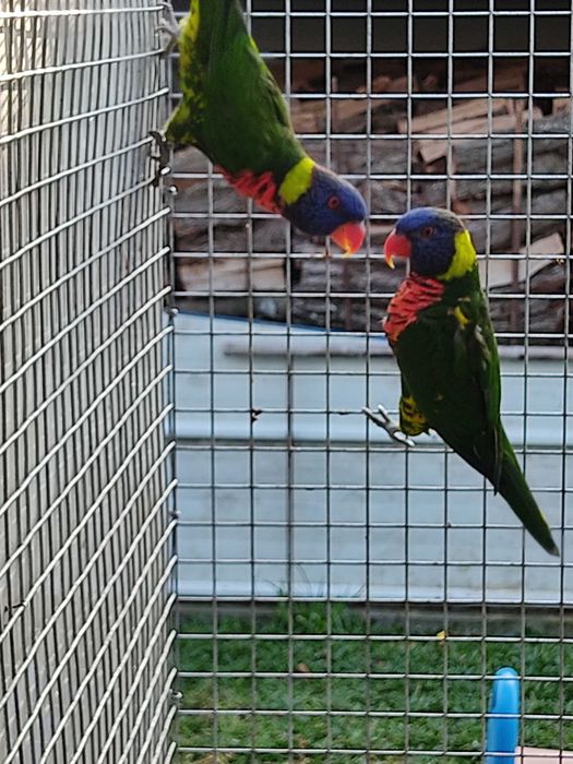 Casal de Loris arco íris