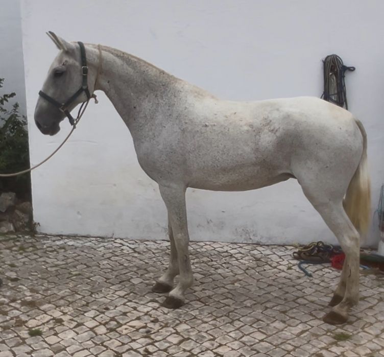 Egua psl pontuada