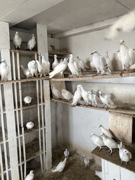 Srebrniaki sreebrniaki 2025