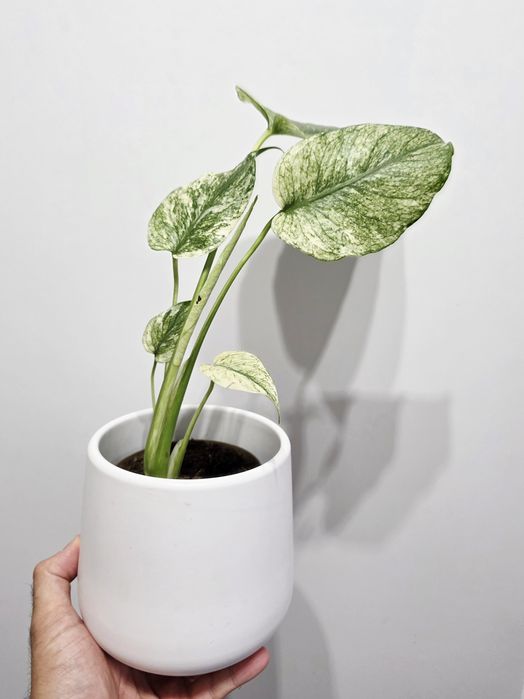 Monstera Deliciosa Mint
