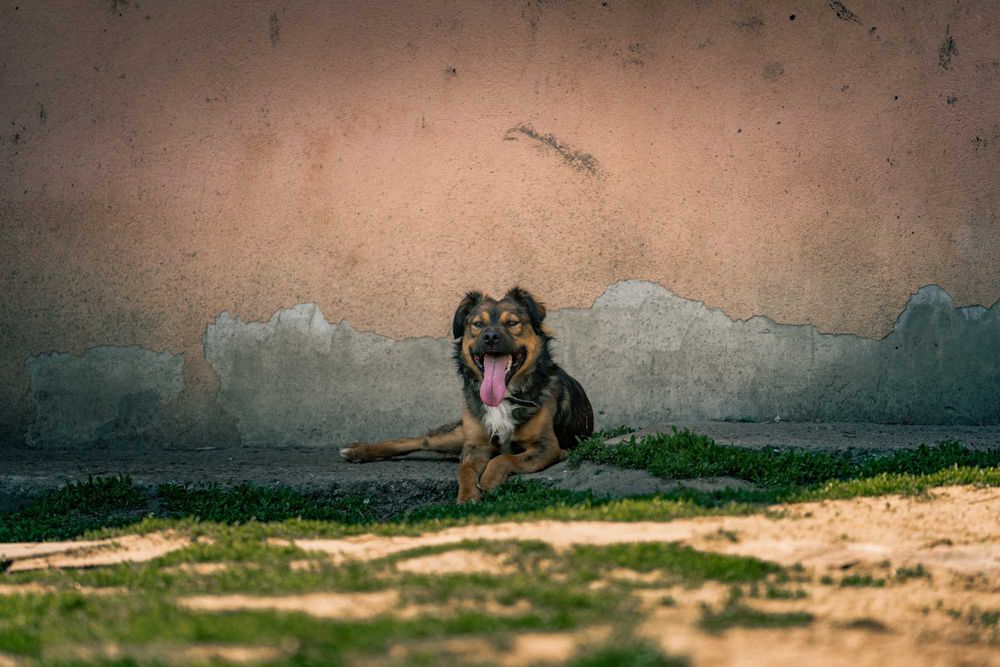 BIMBER- młody, kontaktowy pies