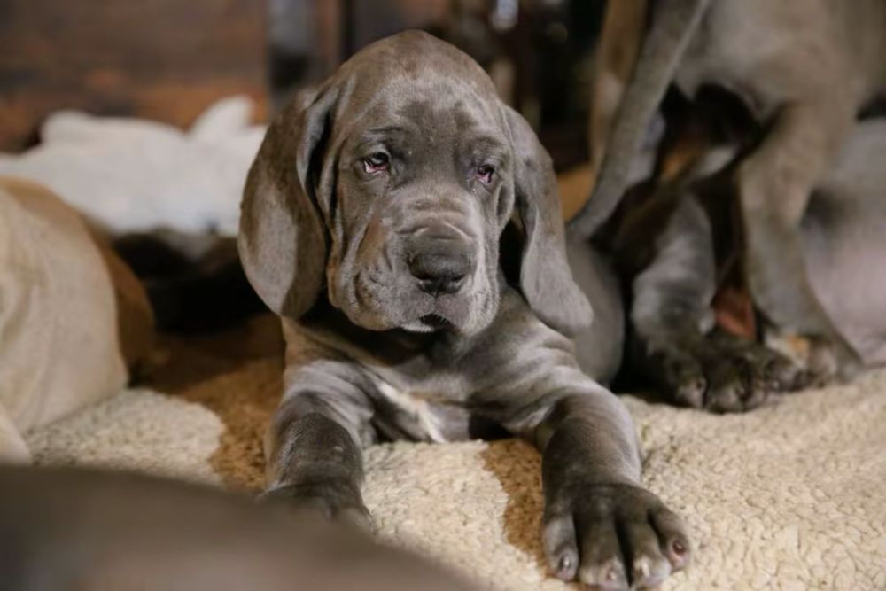 Piękny Szczeniaczek Dog Niemiecki Błękitny Rodowód FCI
