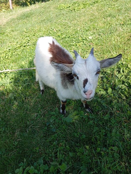 Продам козеня козочку Альпійку