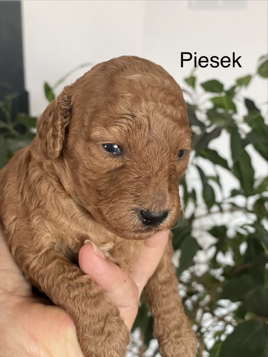 Pudel miniaturowy piesek do rezerwacji