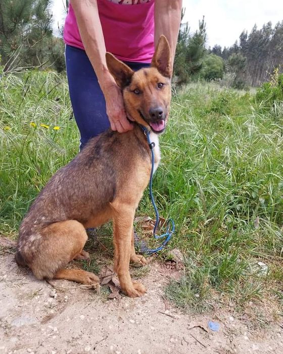 Fiona- cachorra de porte médio para adoção