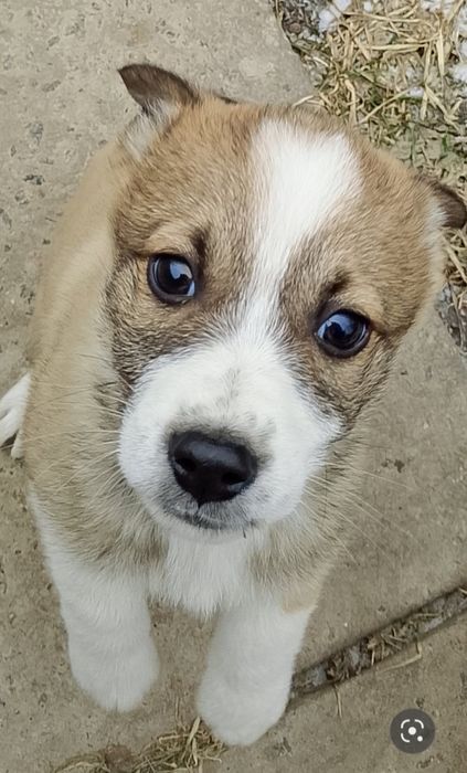 Віддам у добрі руки гарненьких цуценят