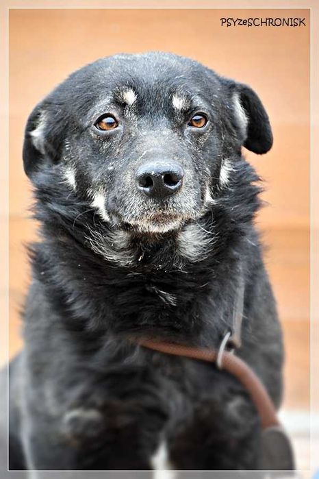 Spokojny Black szuka domu