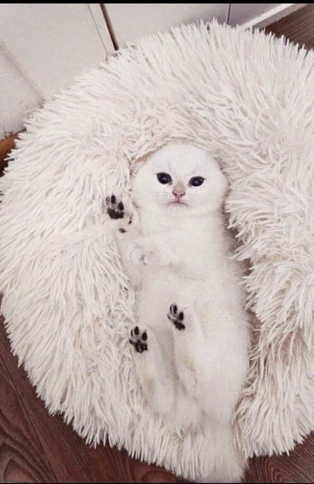 Британскі котенята