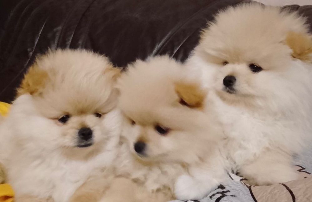 Чистокровні шпіценята