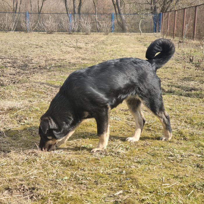 Собаки в добрі руки