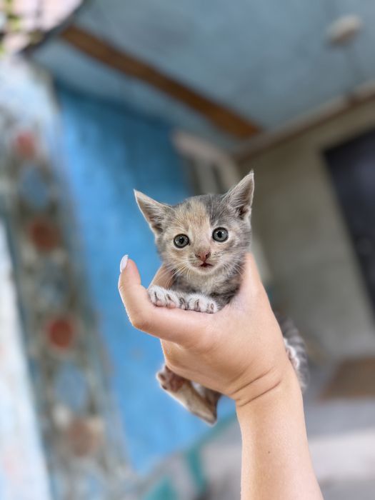 Котики безкоштовно